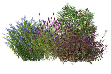 Shrubs and flowers in small bush, colorful bloom plants cut out