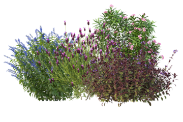 Shrubs and flowers in small bush, colorful bloom plants cut out