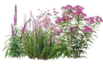 Vibrant small bush with lots of flowers, colorful bloom shrubs isolated background