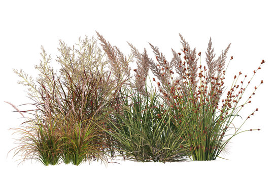 Colorful flowers on small bush, shrubs and plants isolated background