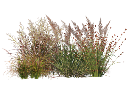 Colorful flowers on small bush, shrubs and plants isolated background