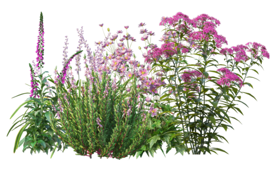 Vibrant small bush with lots of flowers, colorful bloom shrubs isolated background