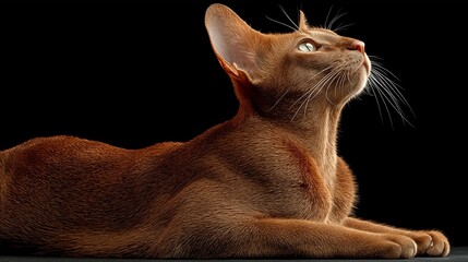 Elegant Cat's Gaze: A majestic cat is captured in a moment of graceful repose, its intense gaze fixed towards the heavens, set against a stark black backdrop.