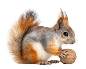 Charming squirrel doll with bushy tail holding walnut, showcasing its vibrant fur and playful demeanor. This delightful creature embodies sense of curiosity and joy