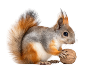 Charming squirrel doll with bushy tail holding walnut, showcasing its vibrant fur and playful demeanor. This delightful creature embodies sense of curiosity and joy