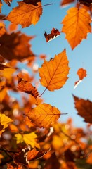 Fototapeta premium Photo of Floating Golden Autumn Leaves Against Blue Sky Background