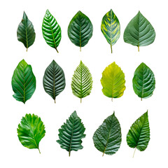 Collection of decorative leaves isolated on transparent background