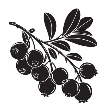 black cranberry branch on white background clip art preview