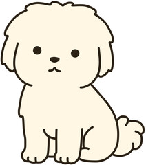 Fototapeta premium Maltese