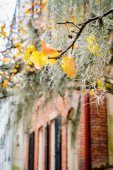 Winter in Savannah