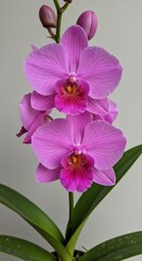Fototapeta premium Photo of Pink Orchid Flowers in Full Bloom with Green Leaves and White Background