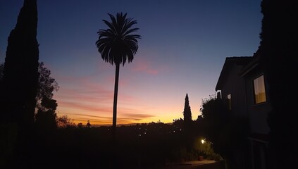 Silhouetted palm tree at sunset over residential area