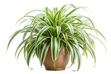 Houseplant Clipart Spider Plant PNG with Transparency for Layouts