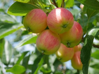 Obraz premium Jewlberry Crabapple tree fruits in summer, Colorado