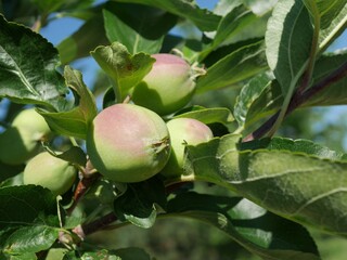 Jewlberry Crabapple tree fruits in summer, Colorado
