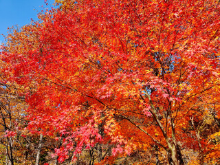 紅葉　楓