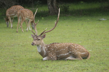 Spotted Deer in Wilapttu National Park, Sri Lanka 