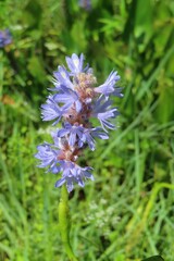 Blue pickerel weed (Pontederia cordata) in Florida nature