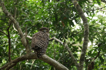 Beautiful Birds in Nature in Sri Lanka 