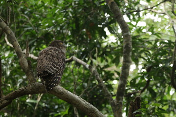 Beautiful Birds in Nature in Sri Lanka 