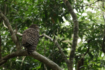 Beautiful Birds in Nature in Sri Lanka 