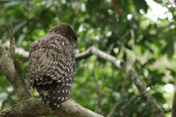 Beautiful Birds in Nature in Sri Lanka 