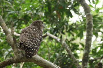 Beautiful Birds in Nature in Sri Lanka 