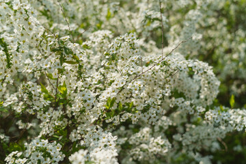 春に咲くユキヤナギの花