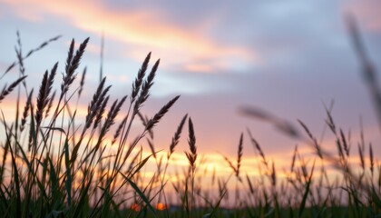 Fototapeta premium Sunset grass dance open field nature photography tranquil atmosphere close-up view serene beauty