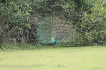 Beautiful Birds in Nature in Sri Lanka 