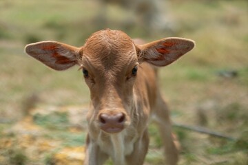 Cows are eating grass, nature background