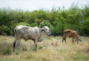 Obraz premium Cows are eating grass, nature background