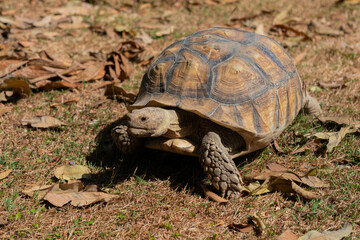 Sucata tortoise on the ground, closeup, animal