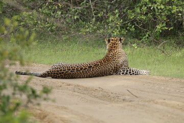 Sri Lankan Leopard in Wilpattu National Park, Sri Lanka 