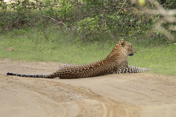 Sri Lankan Leopard in Wilpattu National Park, Sri Lanka 