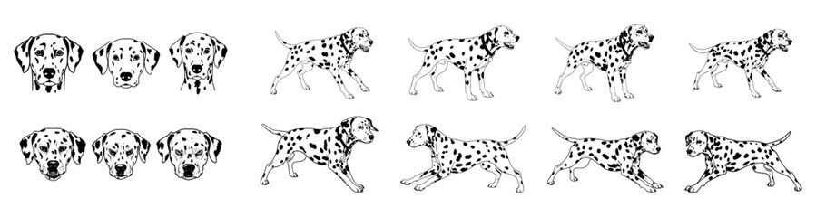 Dalmatian dog vector outline art of running, barking, faces and furious faces