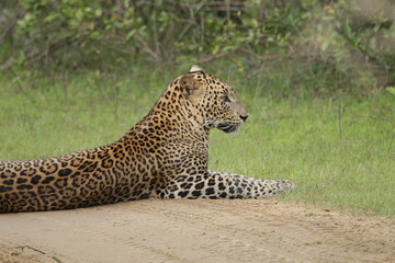 Sri Lankan Leopard in Wilpattu National Park, Sri Lanka 