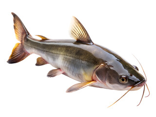 Fototapeta premium Catfish. PNG.
