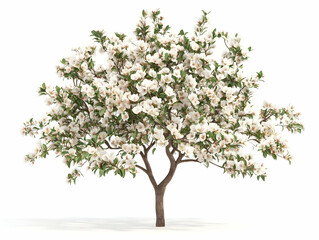 Obraz premium Apple tree in white spring blossom isolated on white background.