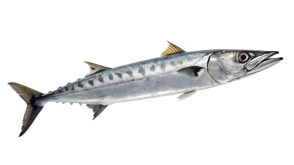 Barracuda Fish. PNG.