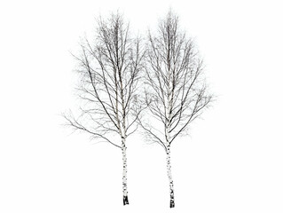 Obraz premium Two tall bare birch trees with white bark, isolated on white background.