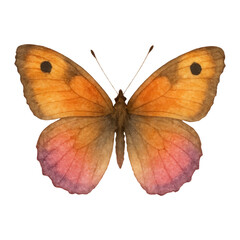 Naklejka premium PNG Colorful watercolor butterfly illustration.