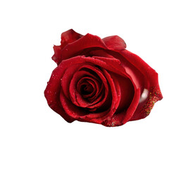 Beautiful red rose flower with delicate petals.