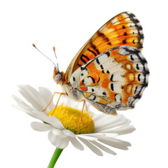 Colorful butterfly on a daisy flower.