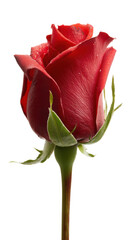 Beautiful red rose with delicate petals and greenery.