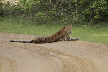 Sri Lankan Leopard in Wilpattu National Park, 
Sri Lanka 