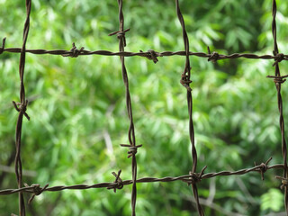 Green foliage seen through barbed wire