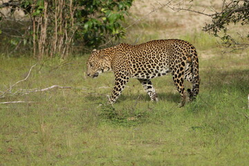 Sri Lankan Leopard in Wilpattu National Park, 
Sri Lanka 