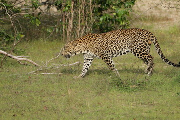 Sri Lankan Leopard in Wilpattu National Park, 
Sri Lanka 