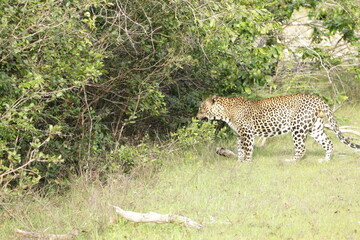 Sri Lankan Leopard in Wilpattu National Park, 
Sri Lanka 